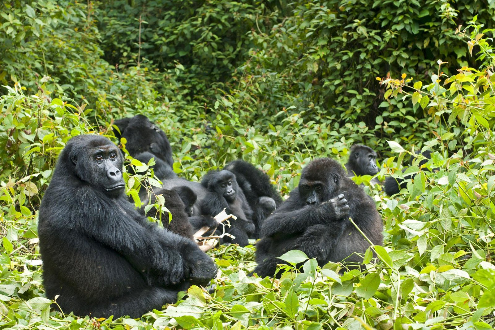 Gorilla Trekking & Savanna