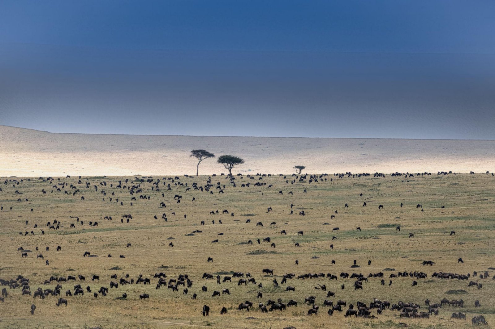 Massive herds of wildebeest moving through the green Western Corridor of the Serengeti, dramatic stormy skies
